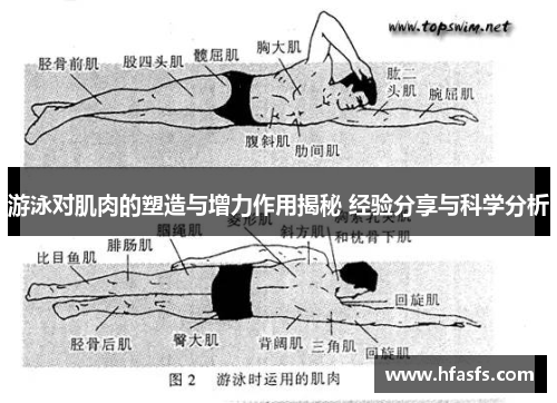 游泳对肌肉的塑造与增力作用揭秘 经验分享与科学分析